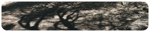 arbre