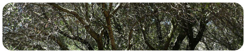 arbre2